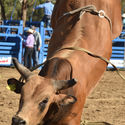 Finley Rodeo 4th January 2019