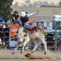 Merrijig Rodeo 9th March 2019