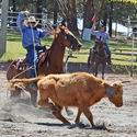 Narrandera Rodeo 27th February 2016