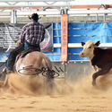 Open Non Pro Cow Horse - Reining & Fence Work