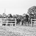 Big Valley Quarter Horse Association Celebration Show 20th & 21st March 2021