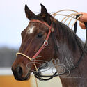 Australian Extreme Cowboys Victorian State Championships 10th & 11th April 2021