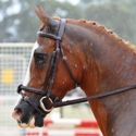 Benalla Pony Club