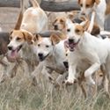 Tocumwal Open Hunt 8th May 2010