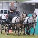 Carriage Horse Driving