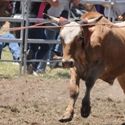 Yarrawonga 28th December 2010