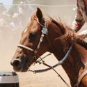 Deniliquin 2nd January 2011