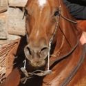 Pioneer Country Quarter Horse - Swan Hill 2nd & 3rd April 2011