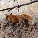 Tocumwal Invitation Hunt June 2011