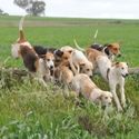 Tocumwal Closing Hunt 10th September 2011