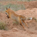 Tocumwal Kids Hunt 14th July 2012