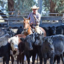 PIONEER COUNTRY QUARTER HORSE ASSOCIATION 22nd-24th April 2016