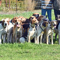 Murray Valley Open Hunt 13th May 2017