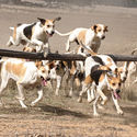 Tocumwal Open Hunt 2nd May 2015