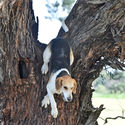 Tocumwal Newcomers Hunt 27th August 2017